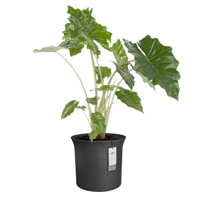 june tulip 58cm schwarz